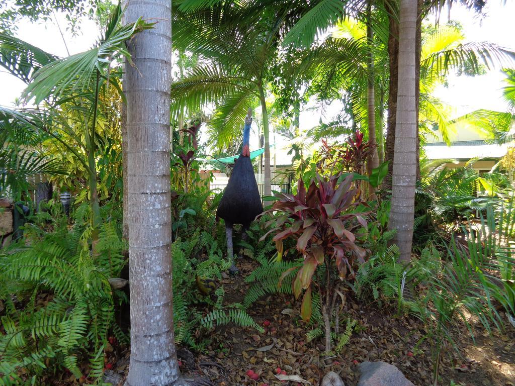 Rainforest Motel Mission Beach Exterior foto